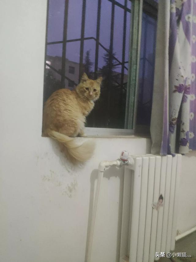 流浪猫自己找主人怎样让流浪猫亲近自己,第1张