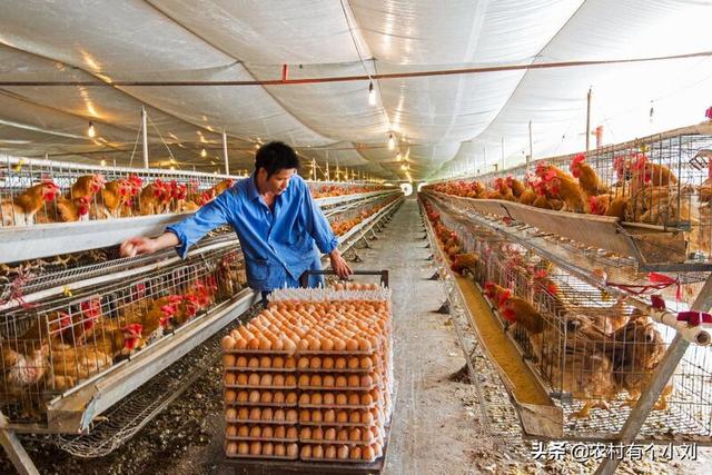 养殖场动物防疫管理制度-养殖场动物防疫管理制度范本