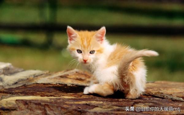 哪些宠物猫比较温顺，比较适合家里饲养,第7张