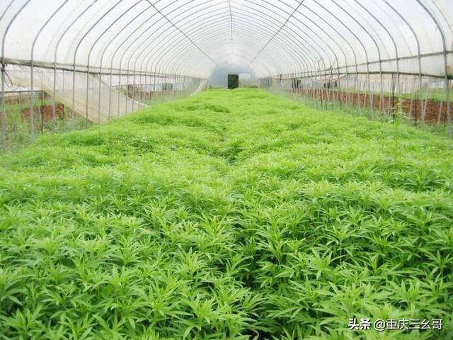 温室花卉大棚生产?温室花卉大棚生产厂家!