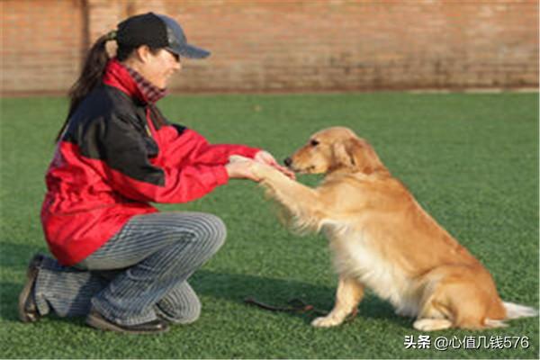 怎么教狗狗学握手,第2张