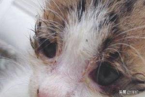 猫眼屎多是什么原因怎么解决办法