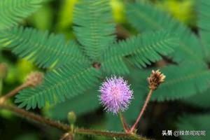 含羞草不害羞 （含羞草不羞了的原因）