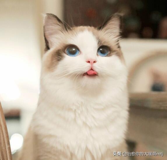 如果不喂猫粮，可以给猫猫做点什么吃