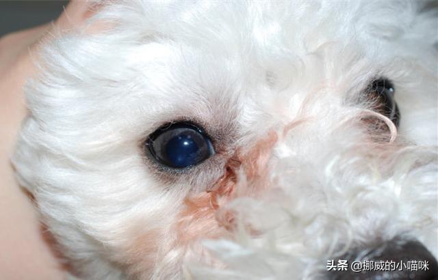 泰迪有泪痕能自愈吗？泰迪幼犬泪痕怎么自己去掉,第1张