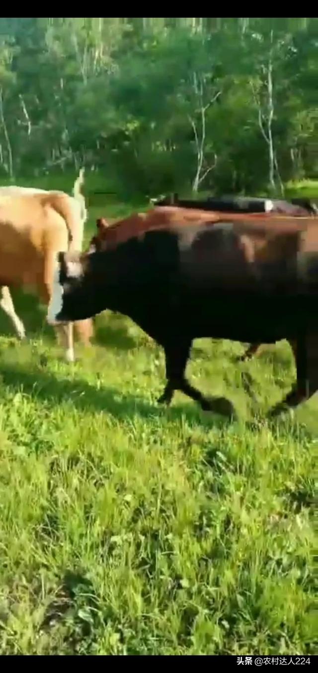 肉牛养殖场项目建议书怎么写 养牛办营业执照应写养殖场还是养殖场？