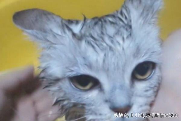 猫咪洗澡可以用人类的洗发水、沐浴乳吗,第8张
