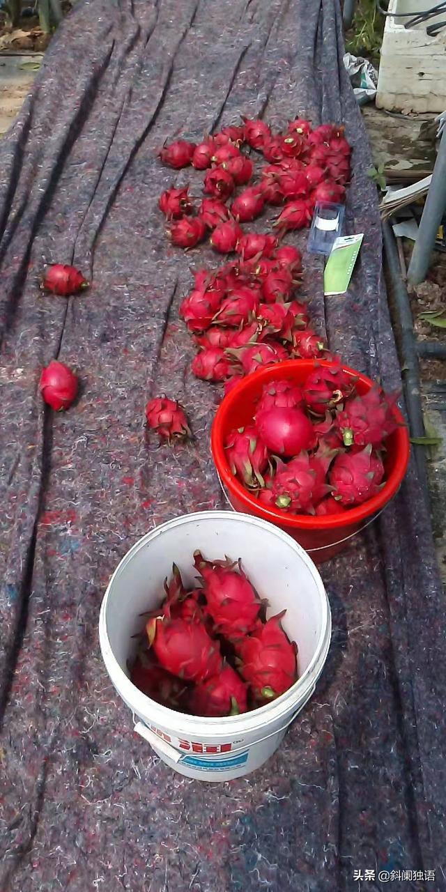 智能种植果园设计图,智能种植果园设计图片