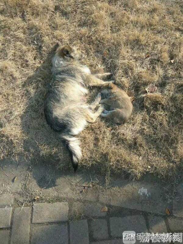 保安持棍打死流浪狗-=-保安持棍打死流浪狗犯法吗