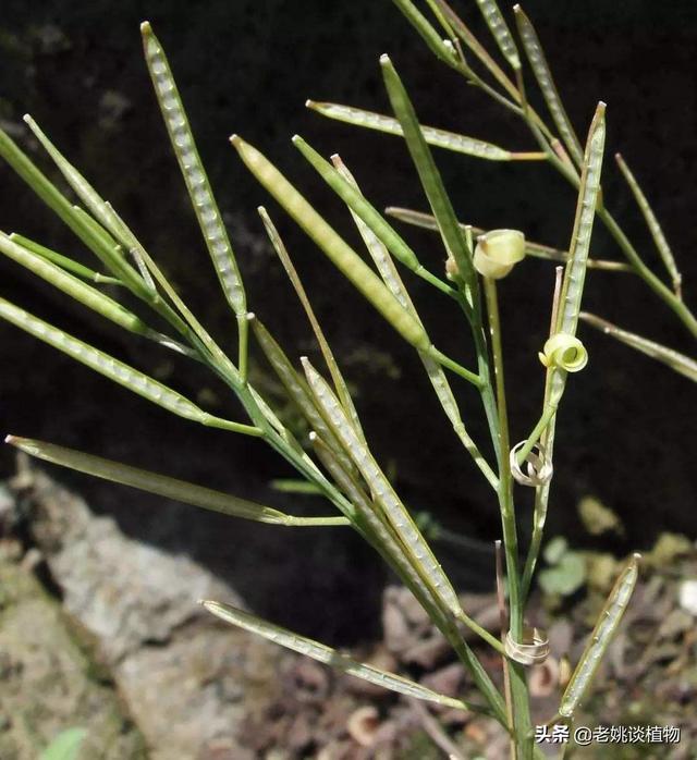 植物怎么传播种子?植物怎么传播种子的方法有哪些!