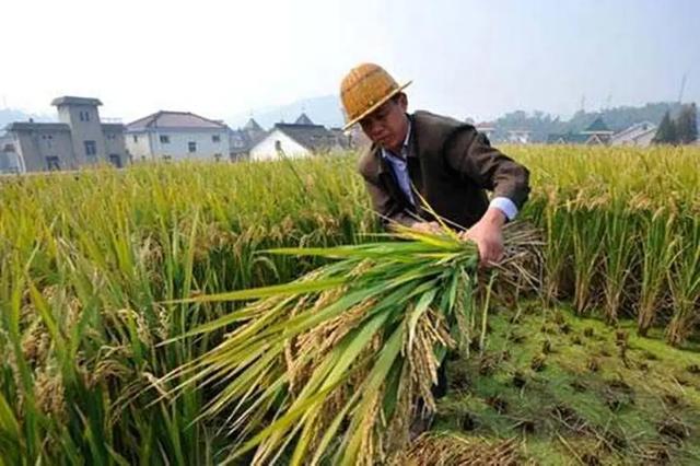 我县粮食价格走势图表查询，我县粮食价格走势图表查询最新