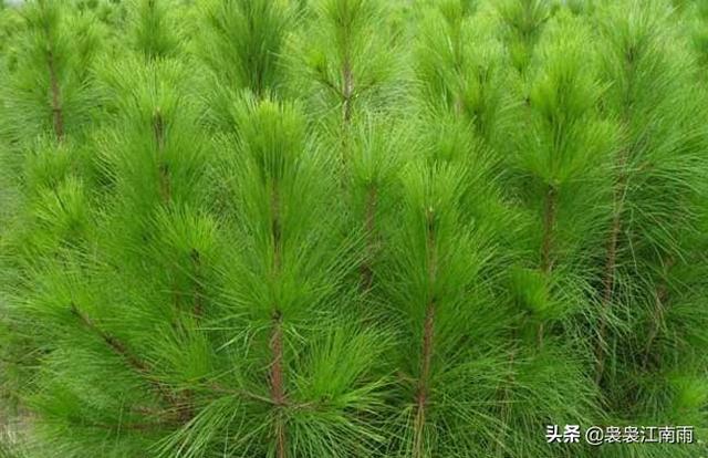 常用的树木的特别和特征