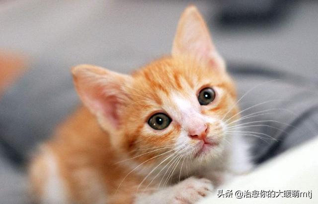 哪些宠物猫比较温顺，比较适合家里饲养,第8张