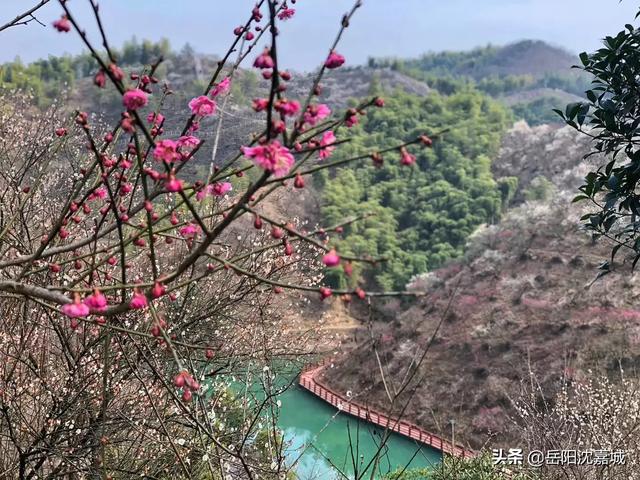 岳阳花语世界景点门票价格， 岳阳花语世界景点门票价格表