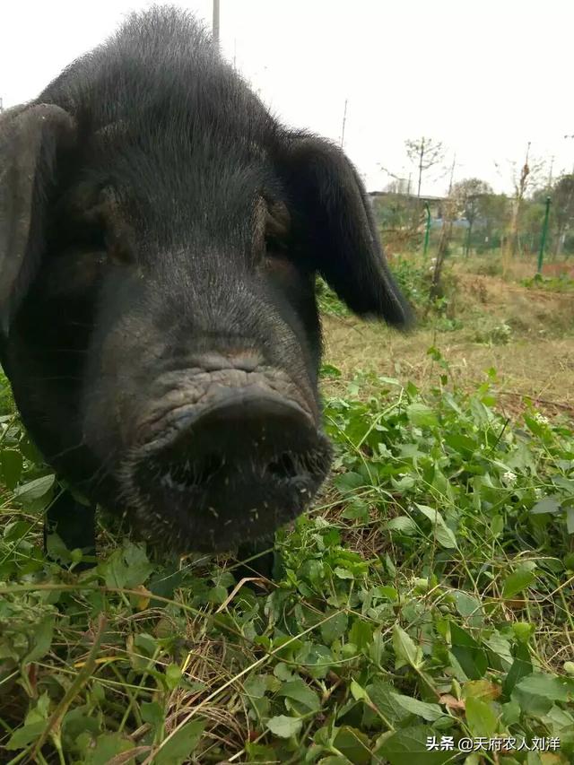 为什么粮食价格会高于生猪，为什么粮食价格会高于生猪价格