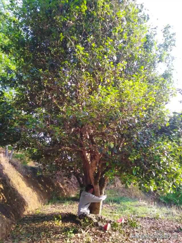 浓香花卉排名?浓香花卉排名前十!