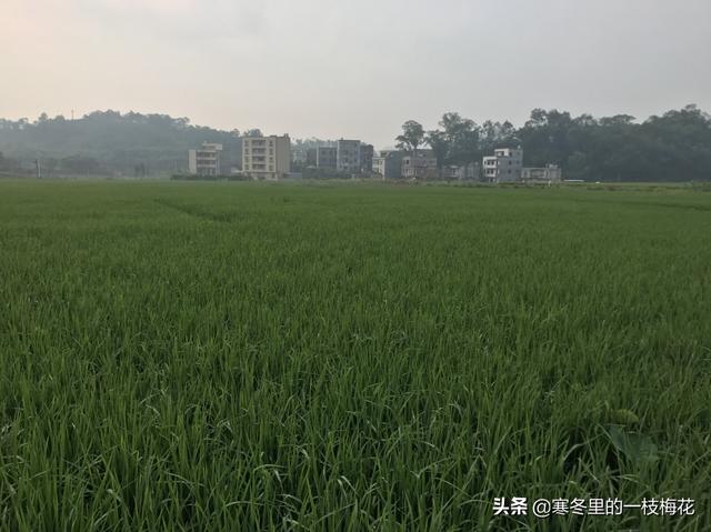 拍微距为什么用长焦？：长焦微距