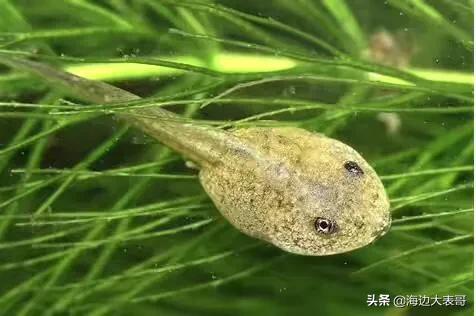 林蛙的热量是多少_林蛙的热量是多少大卡
