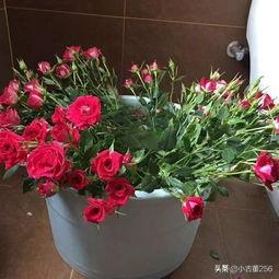 鲜花怎么醒花