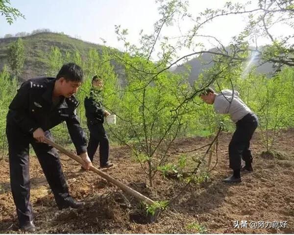 花椒树施什么肥最佳？