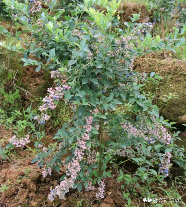 花园蓝莓种植基地图片,花园蓝莓种植基地图片大全