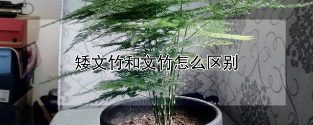 花卉文竹价钱?花卉文竹价钱多少!