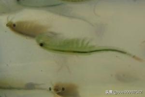 [新疆沙漠盐水丰年虾]孵化丰年虾盐的比例是多少？