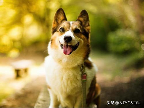 宠物健康咨询服务 被狗咬伤，对狗进行十日观察法，如何判断狗是否健康？