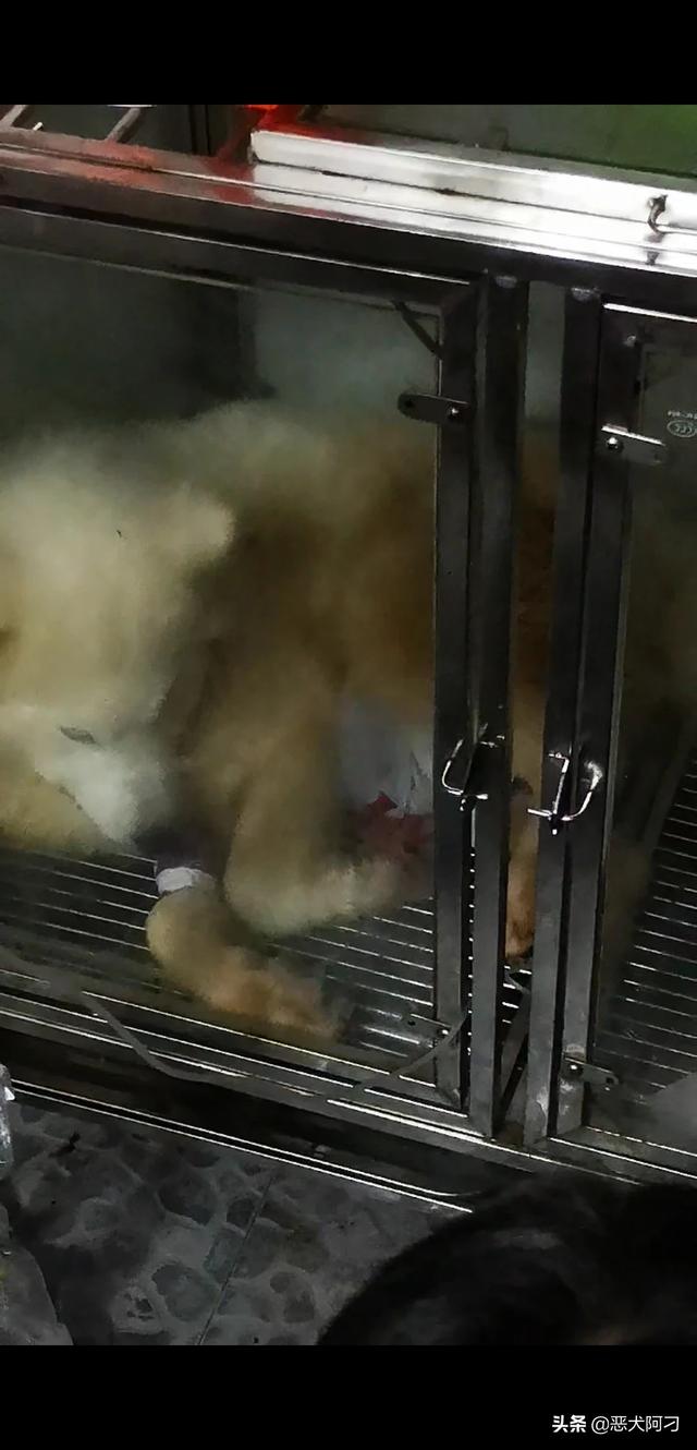 寵物生病?寵物生病去獸醫站還是去寵物醫院!