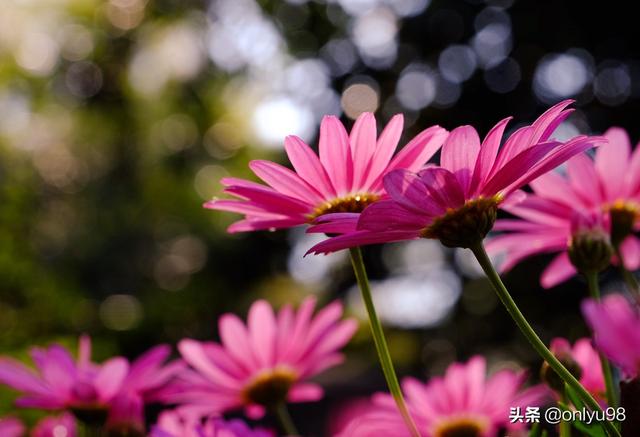 花卉怎么拍好看?花卉怎么拍好看图片!