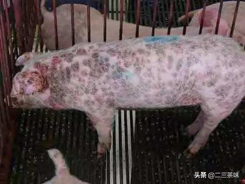 河南省周口市小猪怎么卖