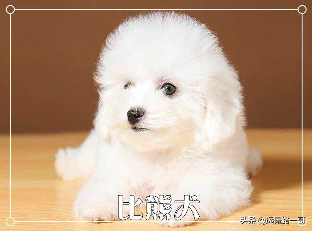 广州去哪里挑选狗狗比较靠谱？