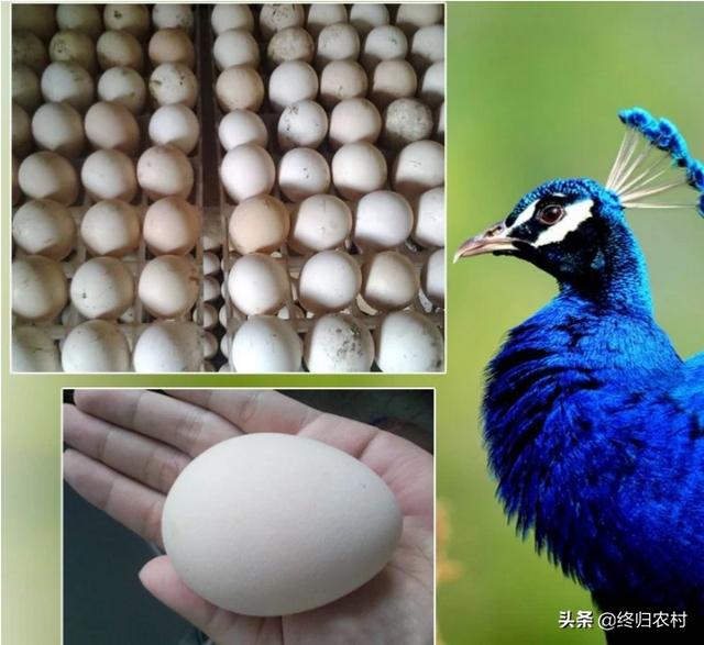 附近孔雀养殖基地直销 山东有孔雀养殖基地吗？