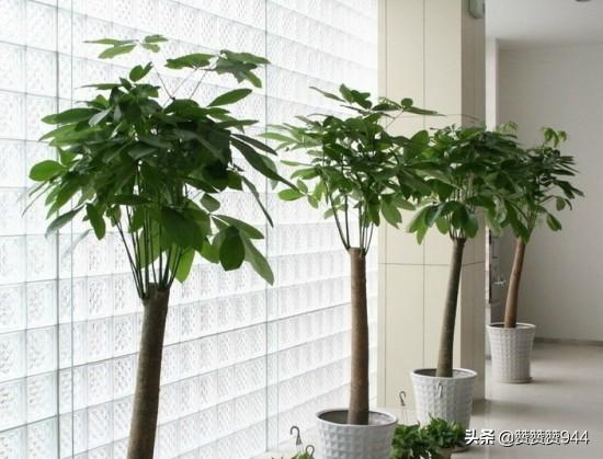 鲜花图片最新图片（鲜花图片最新图片蛋糕图片）