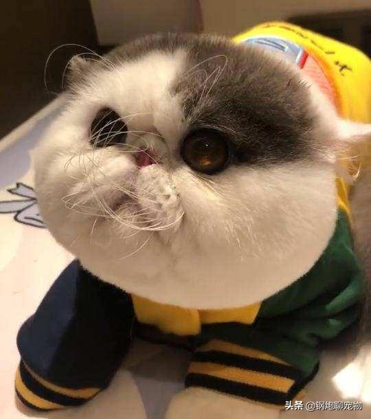 如何让猫咪活的更长久,第4张