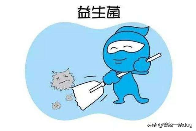 小狗拉稀怎么辦?小狗拉稀怎么辦吃什么藥好!