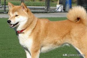 秋田犬好养吗？秋田犬适合家养吗,第1张