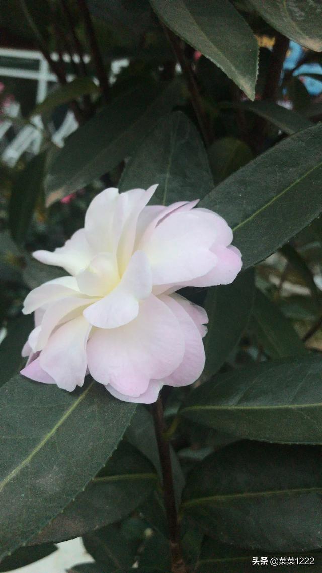 昆明花之城旅游路线攻略， 昆明花之城旅游路线攻略图