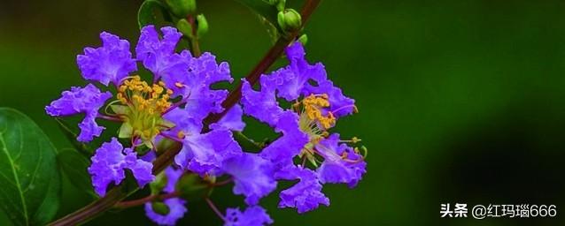 紫薇什么意思？：紫薇什么意思