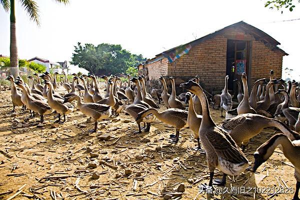 微生物养殖业-微生物养殖业发展前景