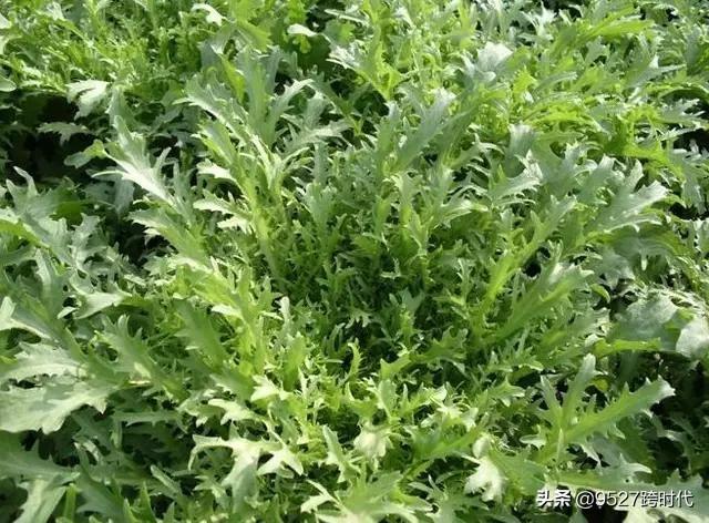 农村未来10大暴利种植业 种植业什么前景最好?农村种植什么作物最赚钱？