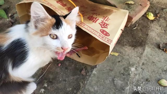 新手养猫，两个月大的小猫总是吃不饱怎么回事,第4张