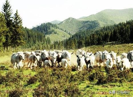 未来种植什么最有前景,室内无土栽培蔬菜设备