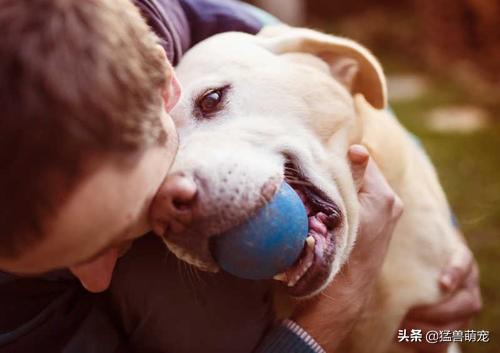 狗狗腿瘸了怎么办,第3张