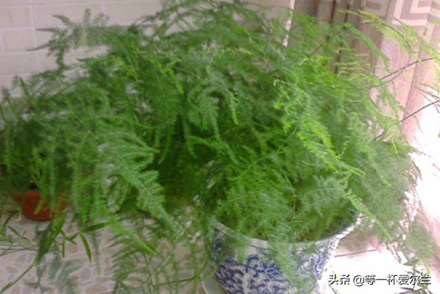 植物文竹百科，植物文竹百科全书