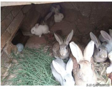 放养的兔子下雨天怎么办,第1张