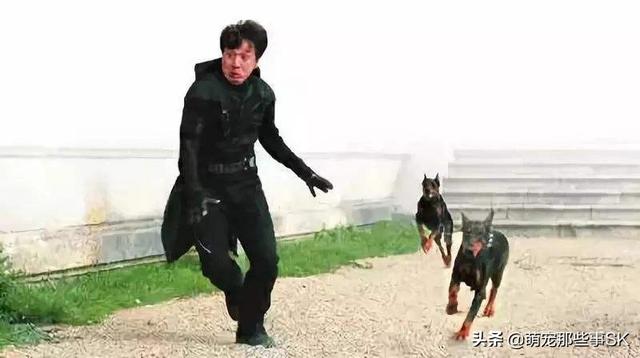 有的人为什么怕狗,第1张