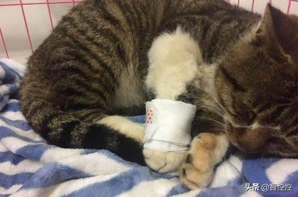 狸花猫为什么喜欢晚上跑出去？：我与狸猫不出门