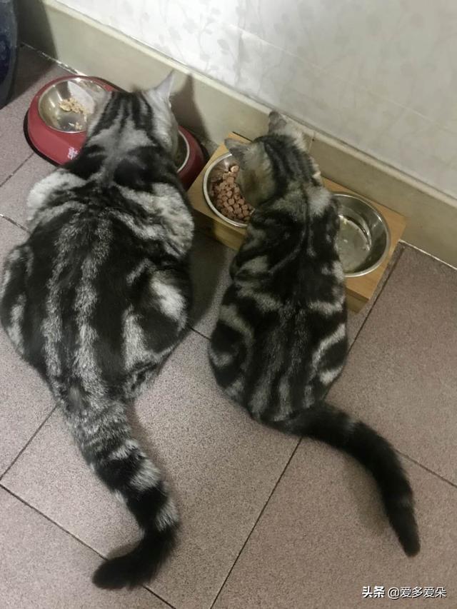 新人，两只公猫如何相处,第2张