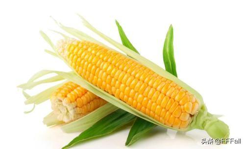 玉米靠什么传播种子，玉米传播种子的方式